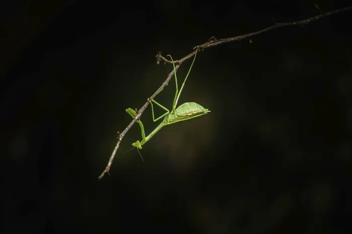 Gerahmter Druck : Ein betender Mantis (Mantodea) hängt an einem Ast. Gerahmter Druck : Ein betender Mantis (Mantodea) hängt an einem Ast.