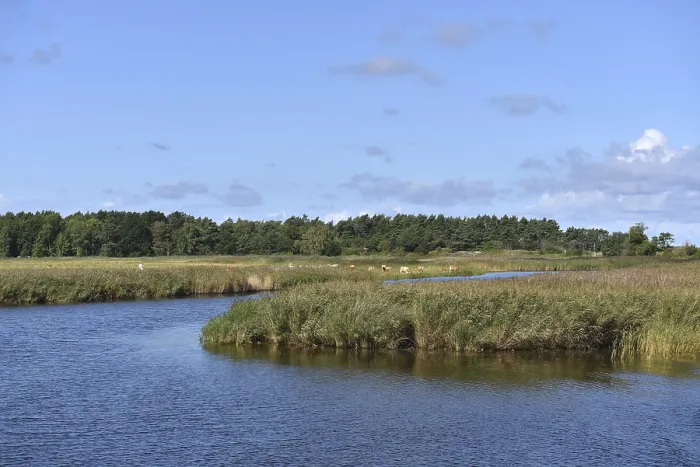Gerahmter Druck : Prerower Strom auf der Darß-Halbinsel, Mecklenburg-Vorpommern, Deutschland Gerahmter Druck : Prerower Strom auf der Darß-Halbinsel, Mecklenburg-Vorpommern, Deutschland