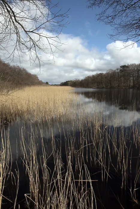 Gerahmter Druck : Prerowstrom-Fluss im Darsswald Gerahmter Druck : Prerowstrom-Fluss im Darsswald