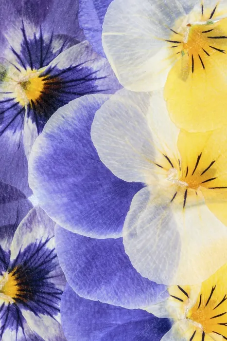 Gerahmter Druck : Gedrückte Blumen Abstrakt Gerahmter Druck : Gedrückte Blumen Abstrakt