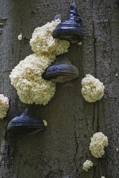 Gerahmter Druck : Dorniger Bart oder Bärenkopf (Hericium coralloides) an Buchenstamm. Gerahmter Druck : Dorniger Bart oder Bärenkopf (Hericium coralloides) an Buchenstamm.