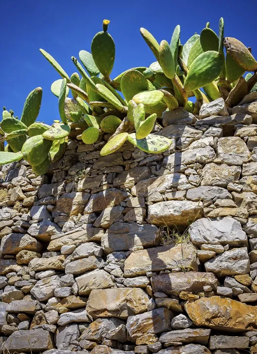 Gerahmter Druck : Dornen-Kaktus an einer Felswand, Spinalonga. Gerahmter Druck : Dornen-Kaktus an einer Felswand, Spinalonga.