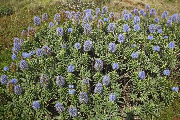 Gerahmter Druck : Stolz der Madeira (Echium candicans) Gerahmter Druck : Stolz der Madeira (Echium candicans)