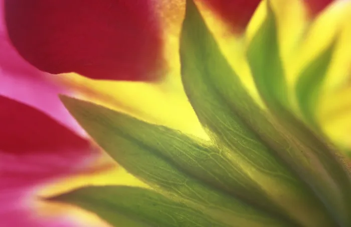 Gerahmter Druck : Primrose Gerahmter Druck : Primrose