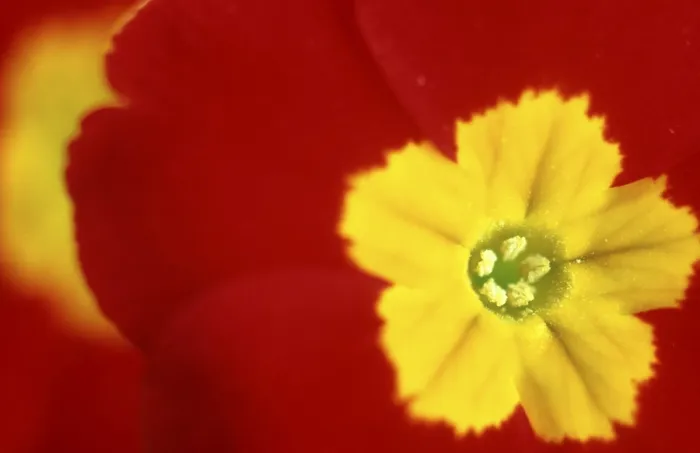 Gerahmter Druck : Primrose Gerahmter Druck : Primrose