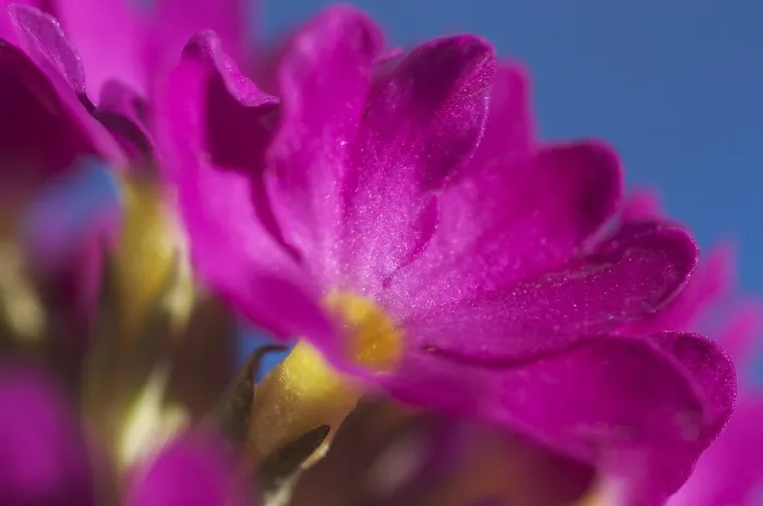 Gerahmter Druck : Primel Primula