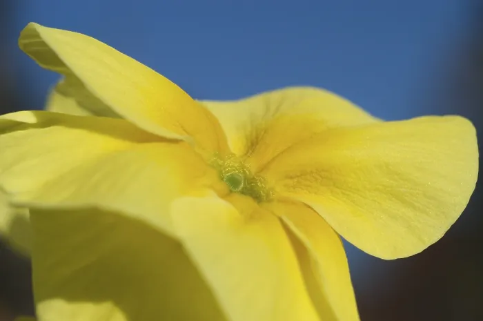 Gerahmter Druck : Primel (Primula)