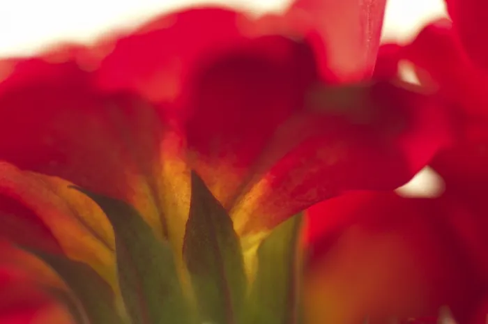 Gerahmter Druck : Primel (Primula Primrose) Gerahmter Druck : Primel (Primula Primrose)