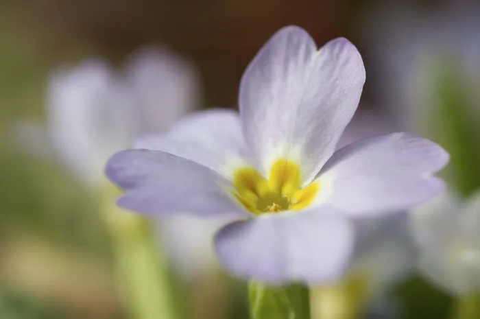 Gerahmter Druck : Primel (Primula Primrose) Gerahmter Druck : Primel (Primula Primrose)