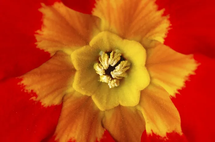 Gerahmter Druck : Primel Primula Gerahmter Druck : Primel Primula