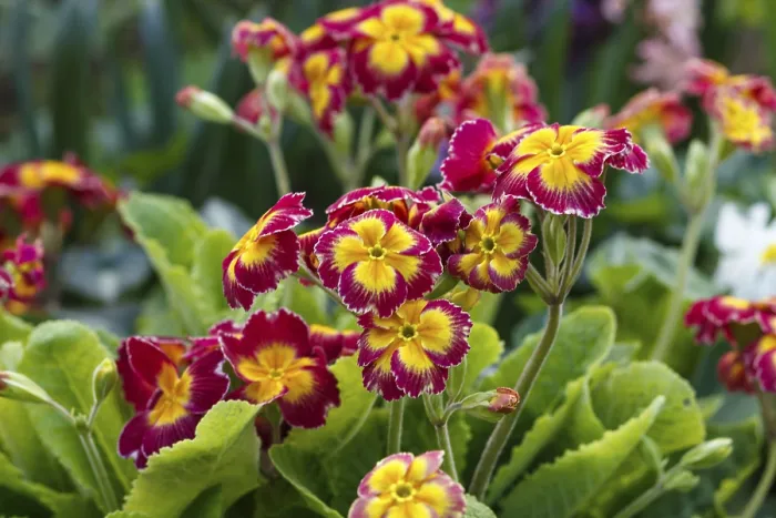 Gerahmter Druck : Primel oder Primula im Frühjahrsgarten. Gerahmter Druck : Primel oder Primula im Frühjahrsgarten.