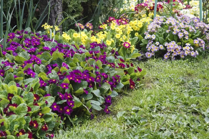 Gerahmter Druck : Primel oder Primel in dem Frühjahrsgarten. Gerahmter Druck : Primel oder Primel in dem Frühjahrsgarten.
