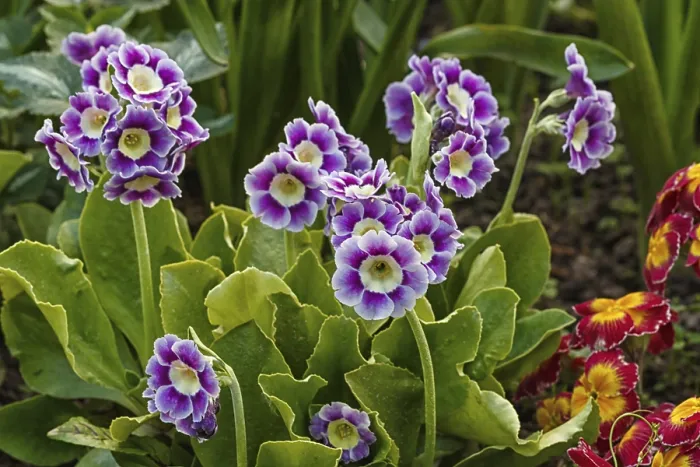 Gerahmter Druck : Primel oder Primula im Frühjahrsgarten Gerahmter Druck : Primel oder Primula im Frühjahrsgarten