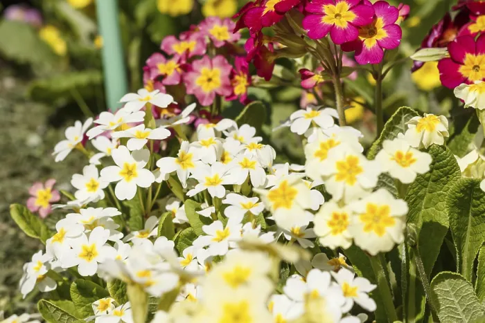 Gerahmter Druck : Primel oder Primula im Frühjahrsgarten Gerahmter Druck : Primel oder Primula im Frühjahrsgarten