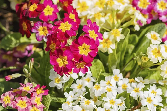 Gerahmter Druck : Primel oder Primula im Frühjahrsgarten. Gerahmter Druck : Primel oder Primula im Frühjahrsgarten.