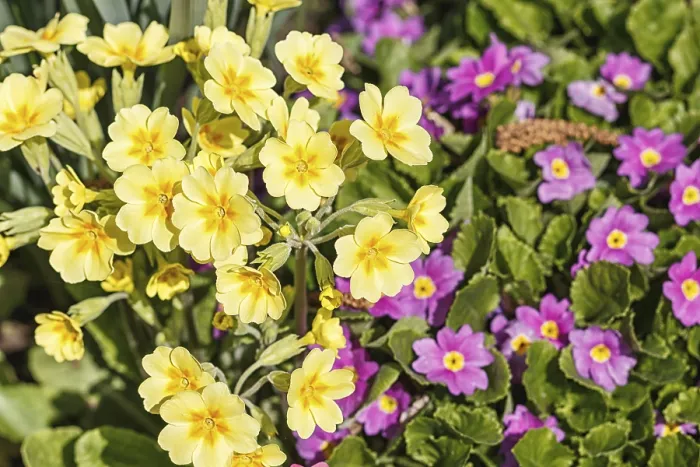 Gerahmter Druck : Primel oder Primel im Frühjahrsgarten. Gerahmter Druck : Primel oder Primel im Frühjahrsgarten.