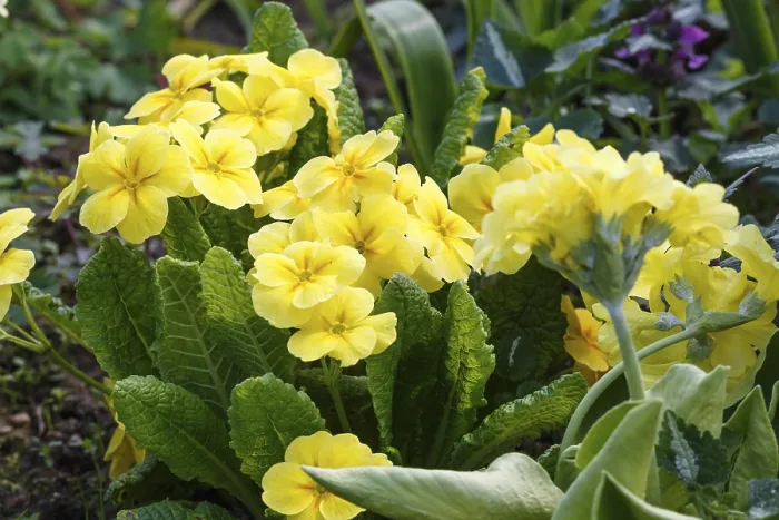 Gerahmter Druck : Primel oder Primula im Frühjahrsgarten. Gerahmter Druck : Primel oder Primula im Frühjahrsgarten.
