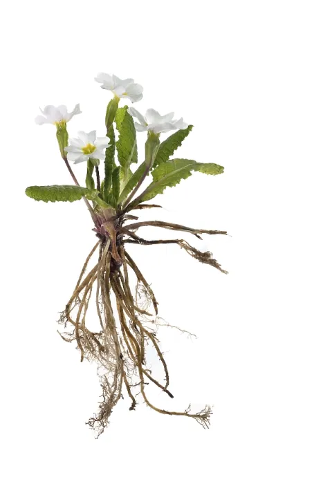 Gerahmter Druck : Primel (Primula) auf weißem Hintergrund, Deutschland.