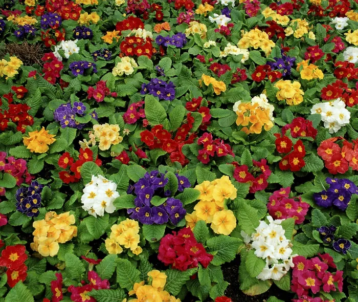 Gerahmter Druck : Primroses Gerahmter Druck : Primroses