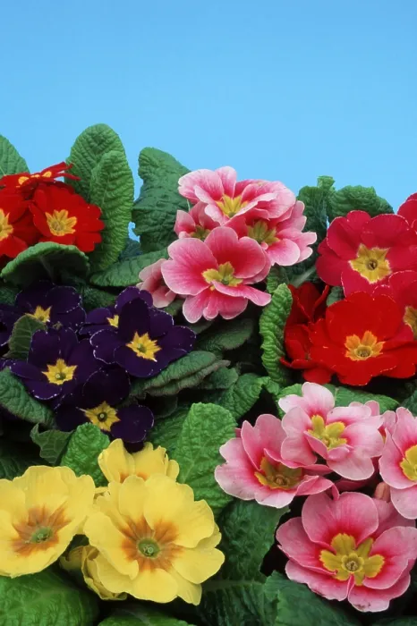Gerahmter Druck : Primroses Gerahmter Druck : Primroses