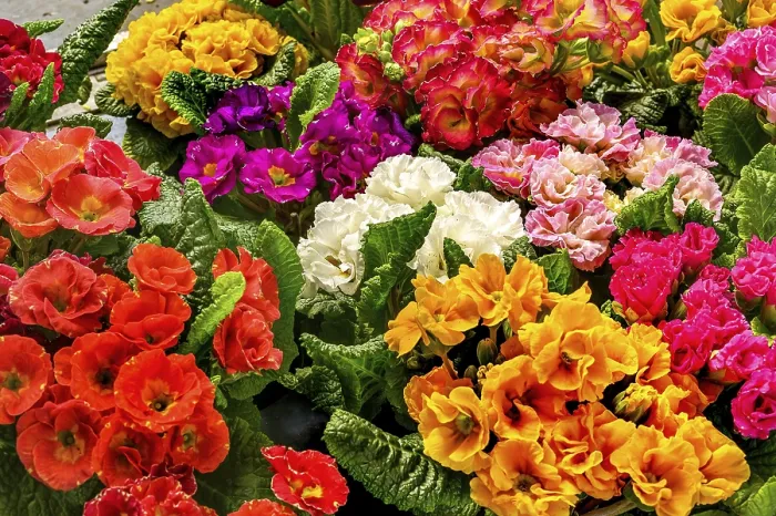 Gerahmter Druck : Primeln (Primula), Deutschland