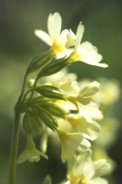 Gerahmter Druck : Primula veris Kuckucks-Lichtnelke Gerahmter Druck : Primula veris Kuckucks-Lichtnelke