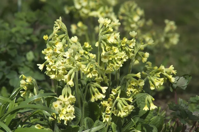 Gerahmter Druck : Primula veris Kuckuckslichtnelke Gerahmter Druck : Primula veris Kuckuckslichtnelke