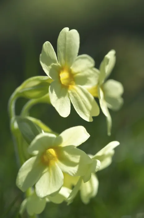 Gerahmter Druck : Primula veris Kuckuckslichtnelke Gerahmter Druck : Primula veris Kuckuckslichtnelke