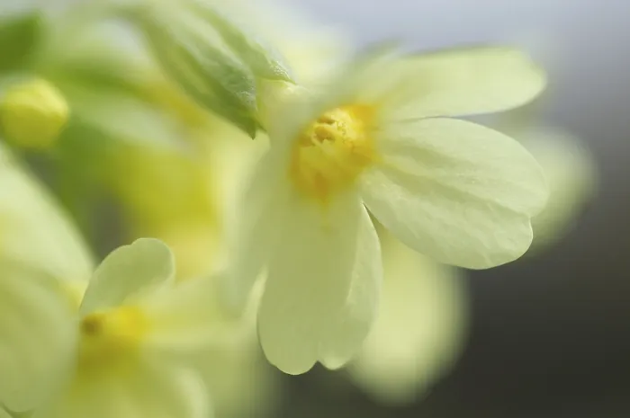 Gerahmter Druck : Primel (Primula veris) Gerahmter Druck : Primel (Primula veris)