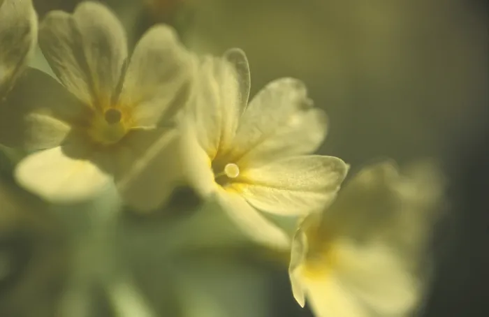 Gerahmter Druck : Primula veris - Kuckuckslichtnelke Gerahmter Druck : Primula veris - Kuckuckslichtnelke