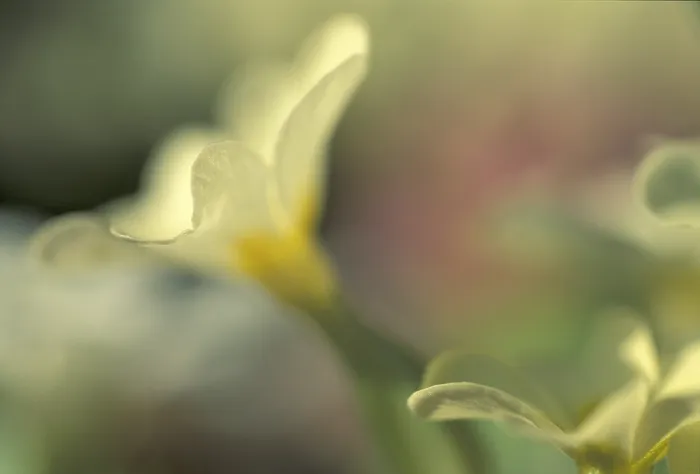 Gerahmter Druck : Primula veris Kuckuckslichtnelke Gerahmter Druck : Primula veris Kuckuckslichtnelke