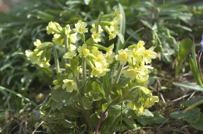 Gerahmter Druck : Waldmeister (Primula veris) Gerahmter Druck : Waldmeister (Primula veris)