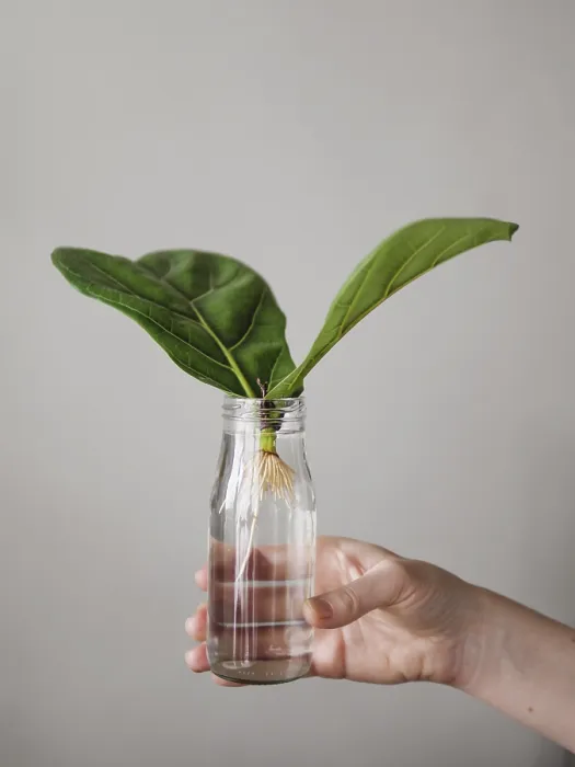Gerahmter Druck : Bäume Fiddle Leaf Fig vermehren. Gerahmter Druck : Bäume Fiddle Leaf Fig vermehren.