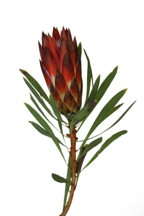 Gerahmter Druck : Protea
