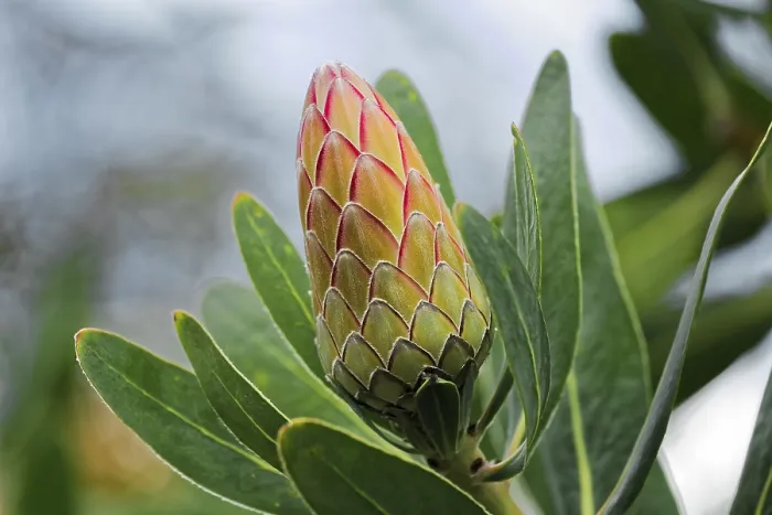 Gerahmter Druck : Protea Susara Gerahmter Druck : Protea Susara