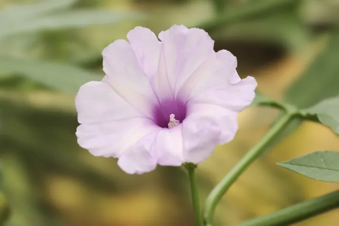 Gerahmter Druck : Bindenpflanzen (Ipomoea cairica) Gerahmter Druck : Bindenpflanzen (Ipomoea cairica)