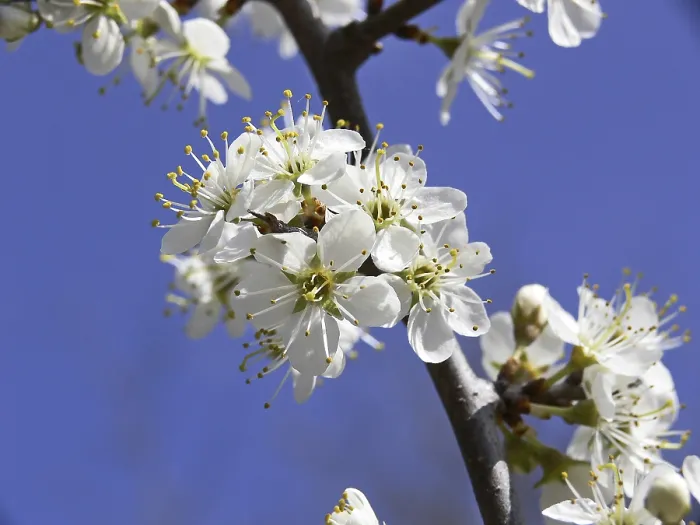 Gerahmter Druck : Prunus spinosa, Schwarzdorn. Gerahmter Druck : Prunus spinosa, Schwarzdorn.