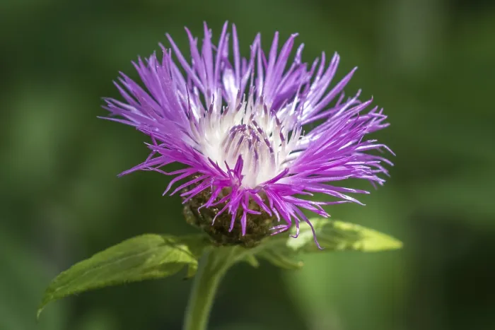 Gerahmter Druck : Psephellus dealbatus (Centaurea dealbata) Gerahmter Druck : Psephellus dealbatus (Centaurea dealbata)