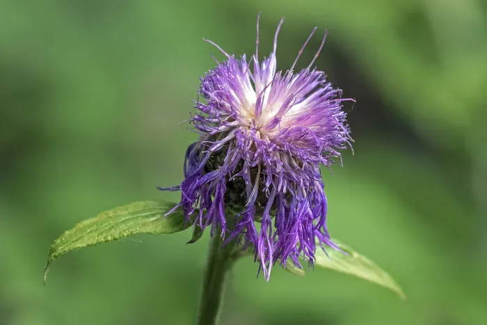Gerahmter Druck : Psephellus dealbatus (Centaurea dealbata) Gerahmter Druck : Psephellus dealbatus (Centaurea dealbata)