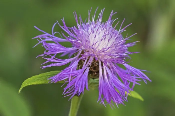 Gerahmter Druck : Psephellus dealbatus (Centaurea dealbata), Blüte, Baden-Württemberg, Deutschland Gerahmter Druck : Psephellus dealbatus (Centaurea dealbata), Blüte, Baden-Württemberg, Deutschland