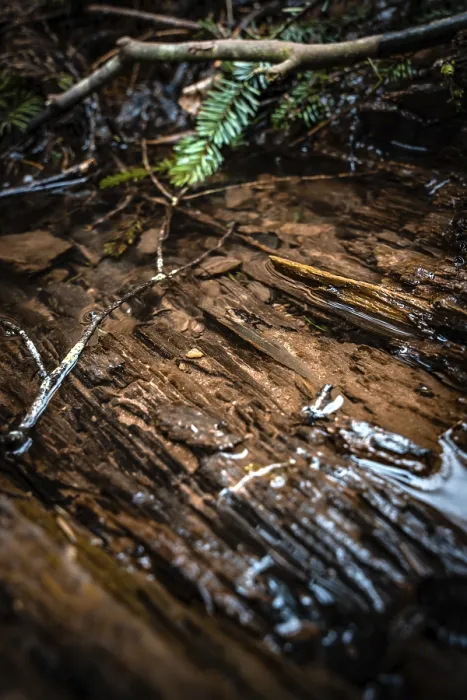 Gerahmter Druck : Teich im Wald, Schwarzwald. Gerahmter Druck : Teich im Wald, Schwarzwald.