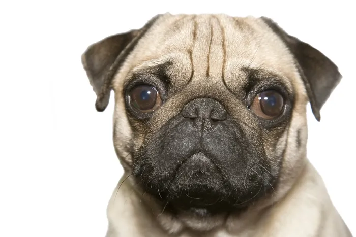 Gerahmter Druck : Pug, Portrait Gerahmter Druck : Pug, Portrait