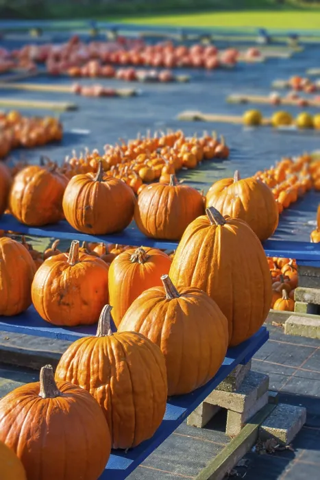 Gerahmter Druck : Pumpkin Gerahmter Druck : Pumpkin