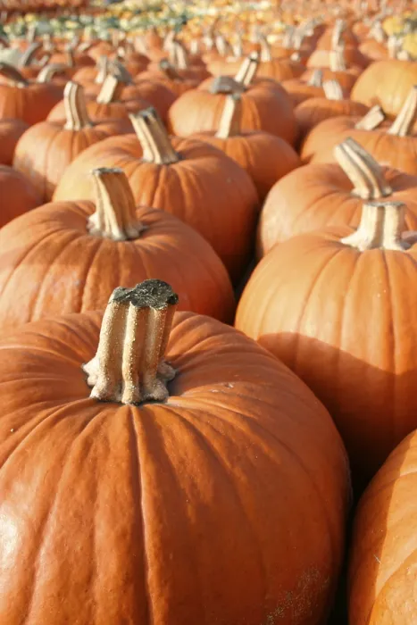 Gerahmter Druck : Kürbis, (Cucurbita) Gerahmter Druck : Kürbis, (Cucurbita)
