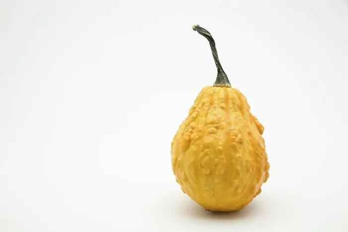 Gerahmter Druck : Kürbis (Cucurbita) Gerahmter Druck : Kürbis (Cucurbita)