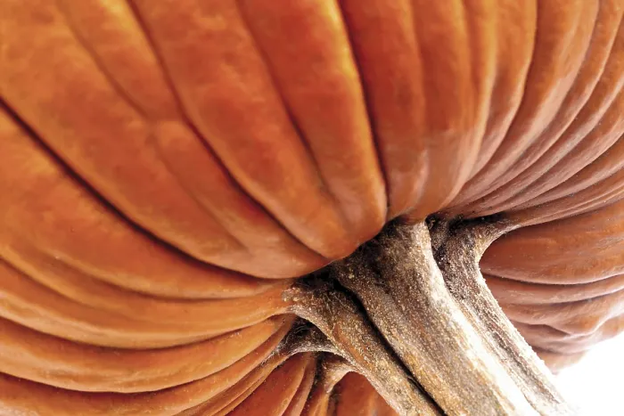 Gerahmter Druck : Kürbis - Detail (Cucurbita) Gerahmter Druck : Kürbis - Detail (Cucurbita)