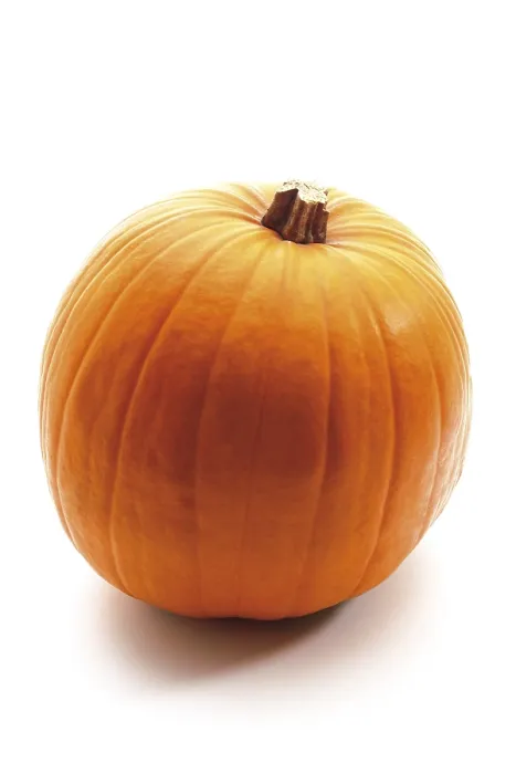 Gerahmter Druck : Kürbis (Cucurbita) Gerahmter Druck : Kürbis (Cucurbita)