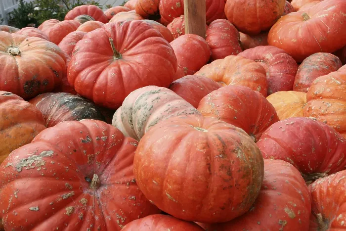 Gerahmter Druck : Kürbis, (Cucurbita) Gerahmter Druck : Kürbis, (Cucurbita)