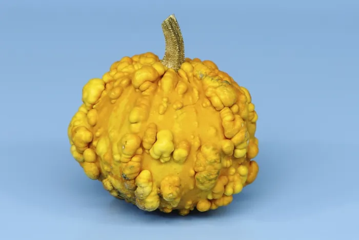 Gerahmter Druck : Kürbisschale Frederic / (Cucurbita spec) Gerahmter Druck : Kürbisschale Frederic / (Cucurbita spec)