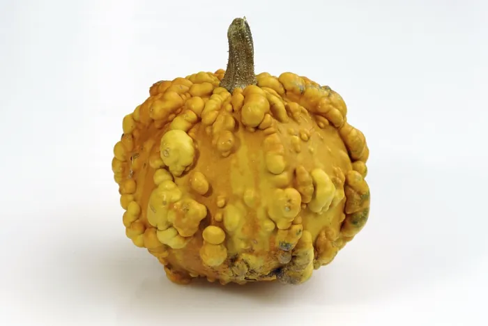 Gerahmter Druck : Kürbis Frederic / (Cucurbita spec) Gerahmter Druck : Kürbis Frederic / (Cucurbita spec)